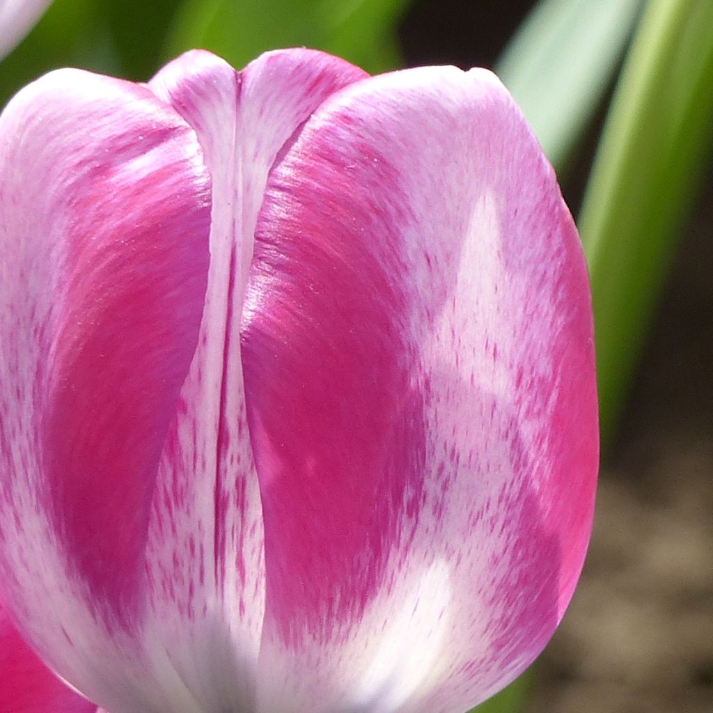 Tulipano Trionfo HotPants