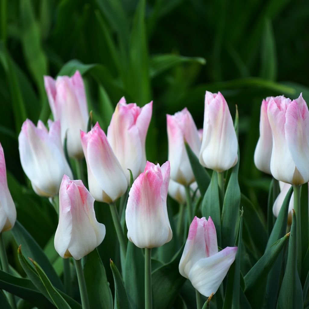 Tulipano Trionfo Kyoko Takahashi