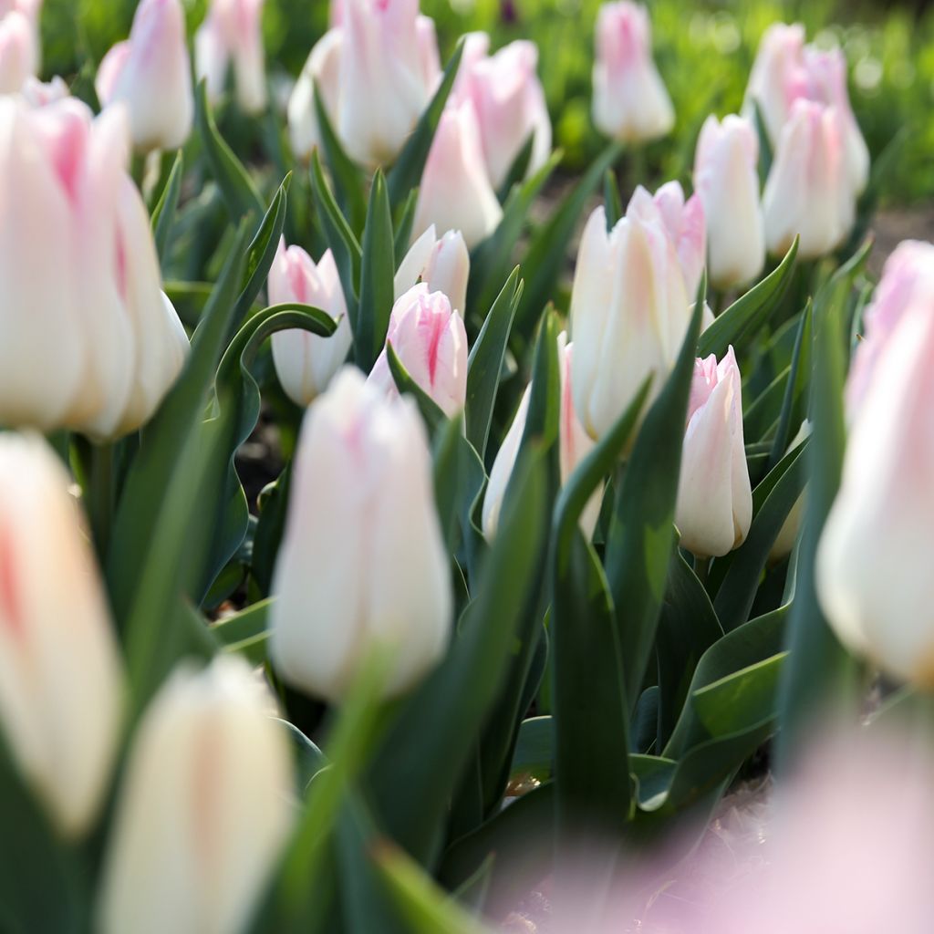 Tulipano Trionfo Kyoko Takahashi