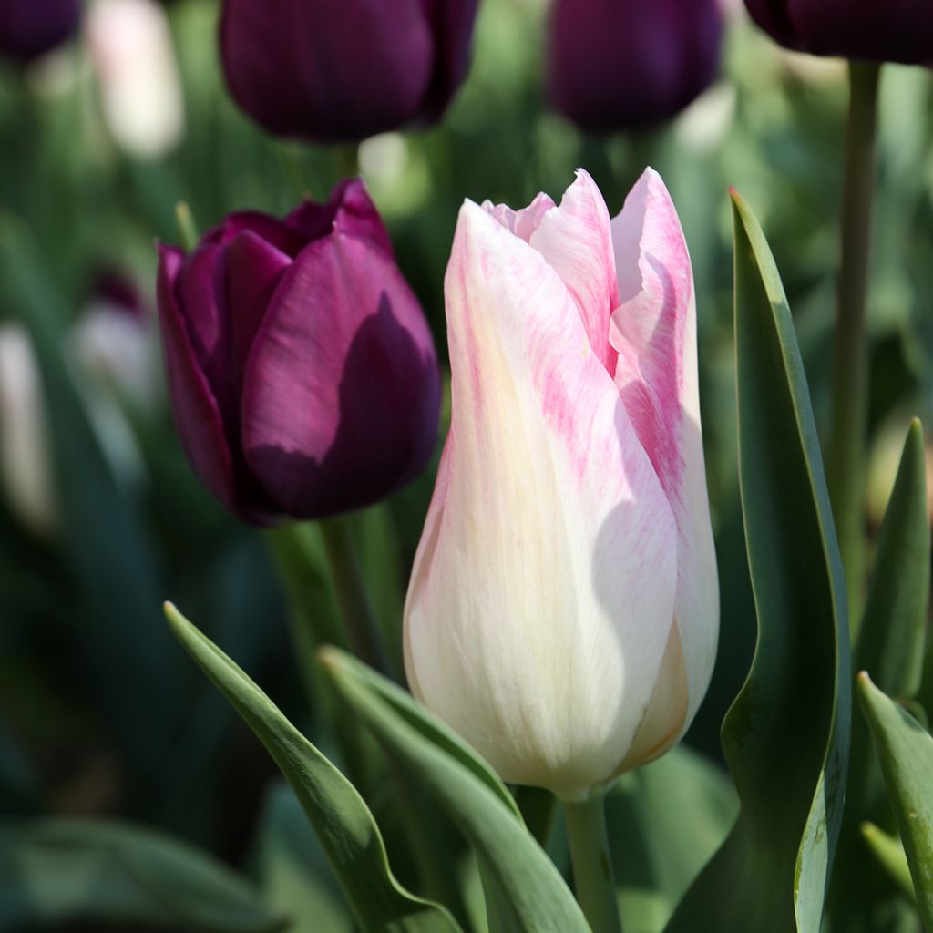 Tulipano Trionfo Kyoko Takahashi