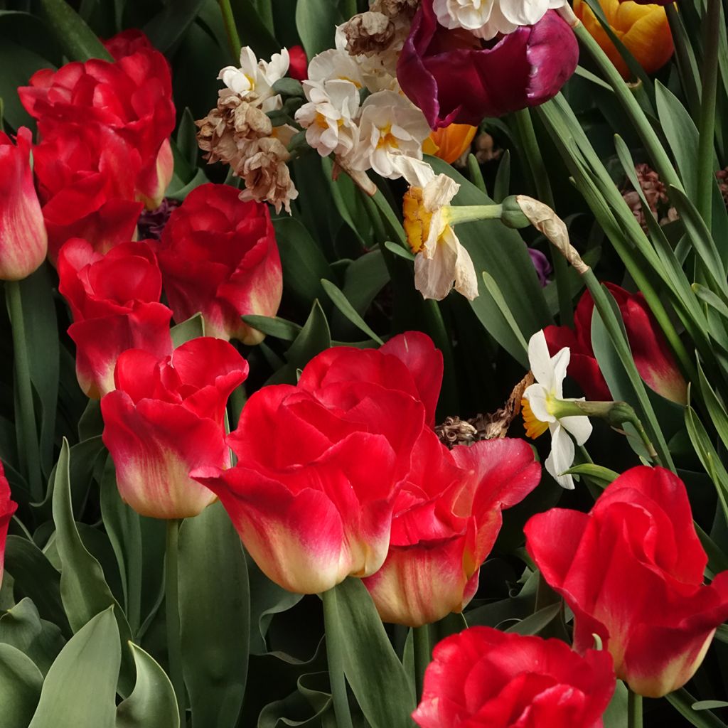 Tulipano Trionfo Match