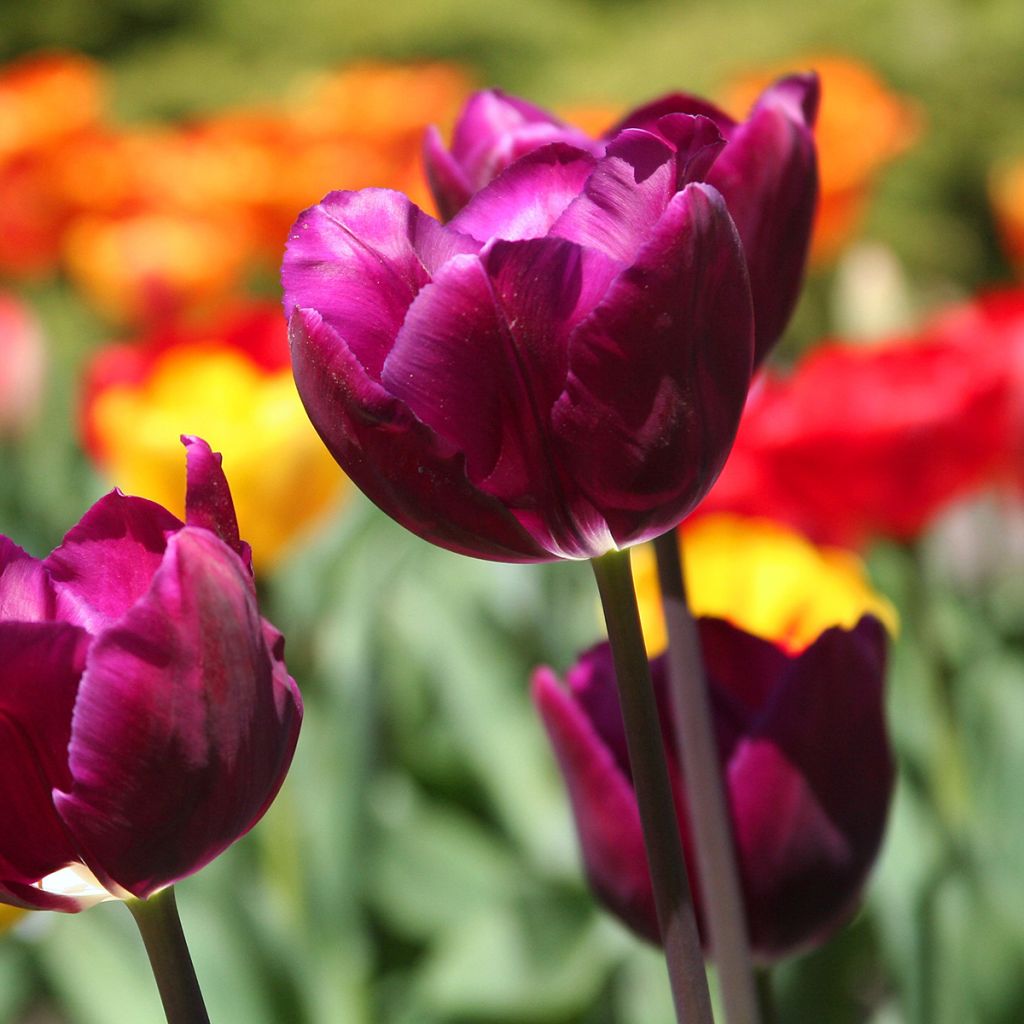 Tulipano Trionfo Passionale