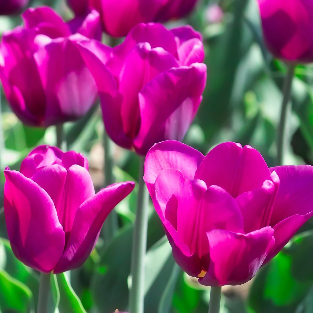 Tulipano Trionfo Passionale