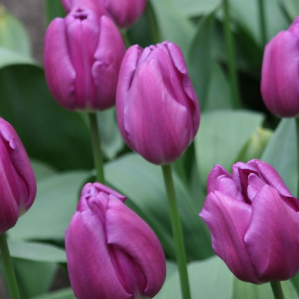 Tulipano Trionfo Purple Flag