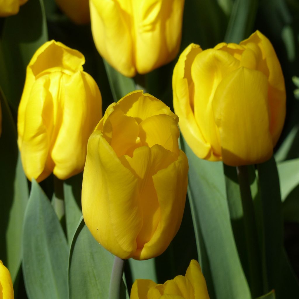 Tulipano Trionfo Strong Gold
