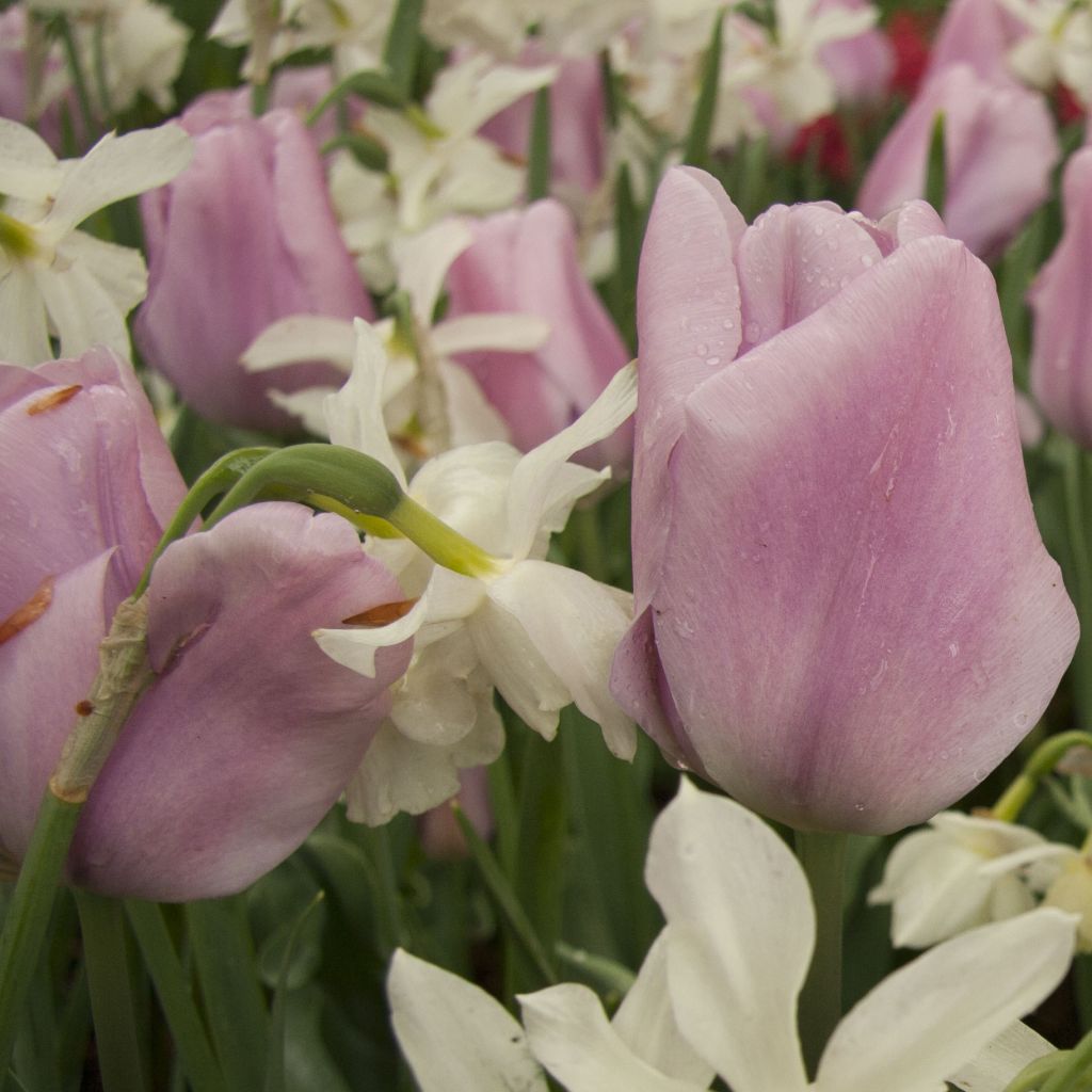 Tulipano Trionfo Synaeda Amor