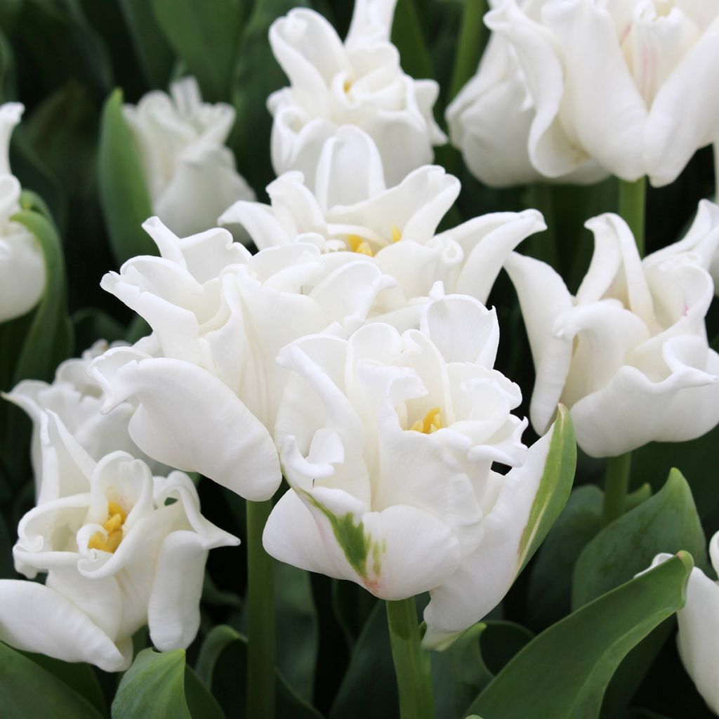 Tulipano Trionfo White Liberstar