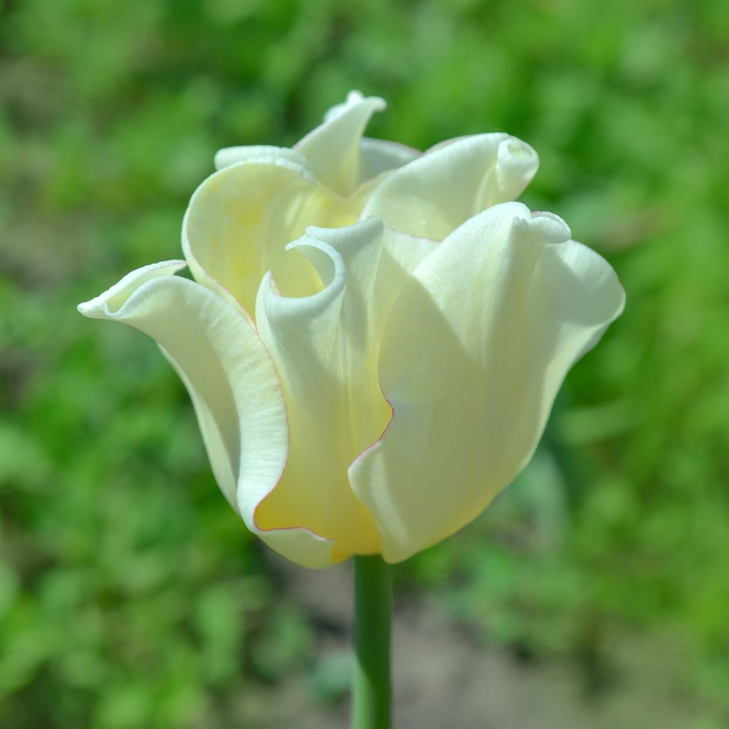 Tulipano Trionfo White Liberstar