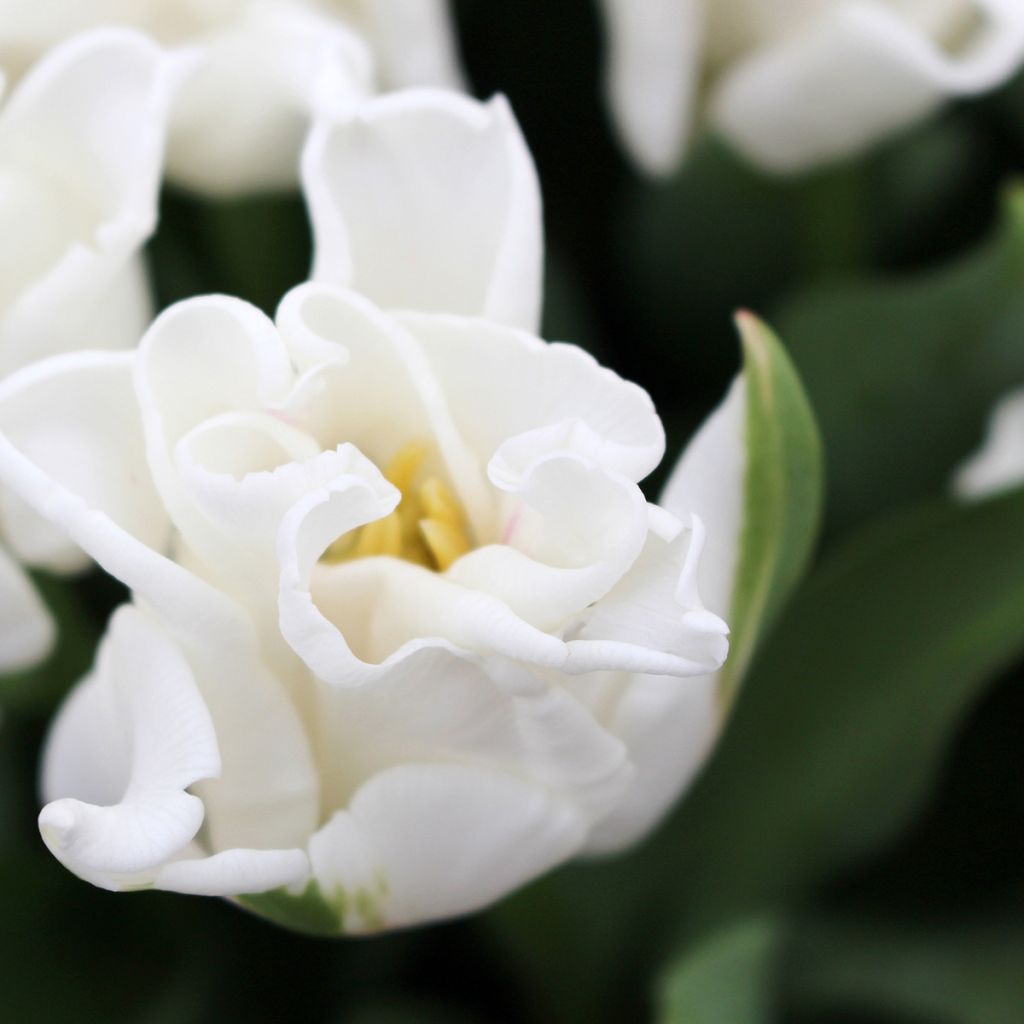 Tulipano Trionfo White Liberstar