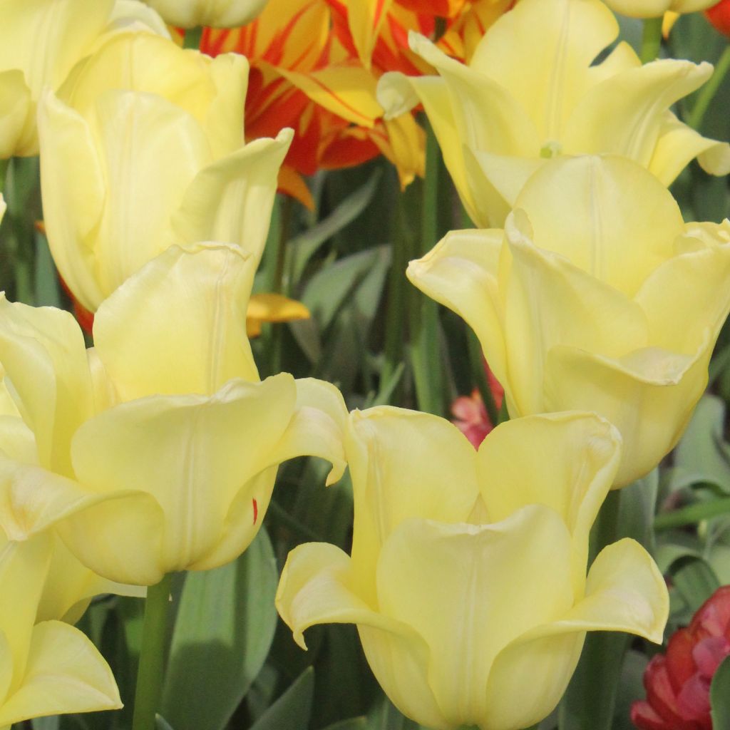 Tulipano Trionfo World Friendship