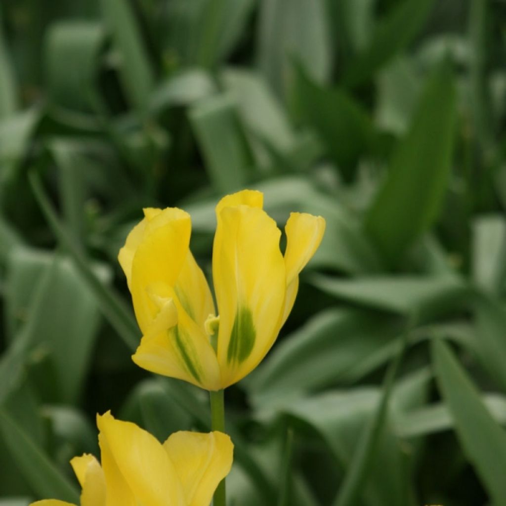 Tulipano Viridiflora Yellow Spring Green