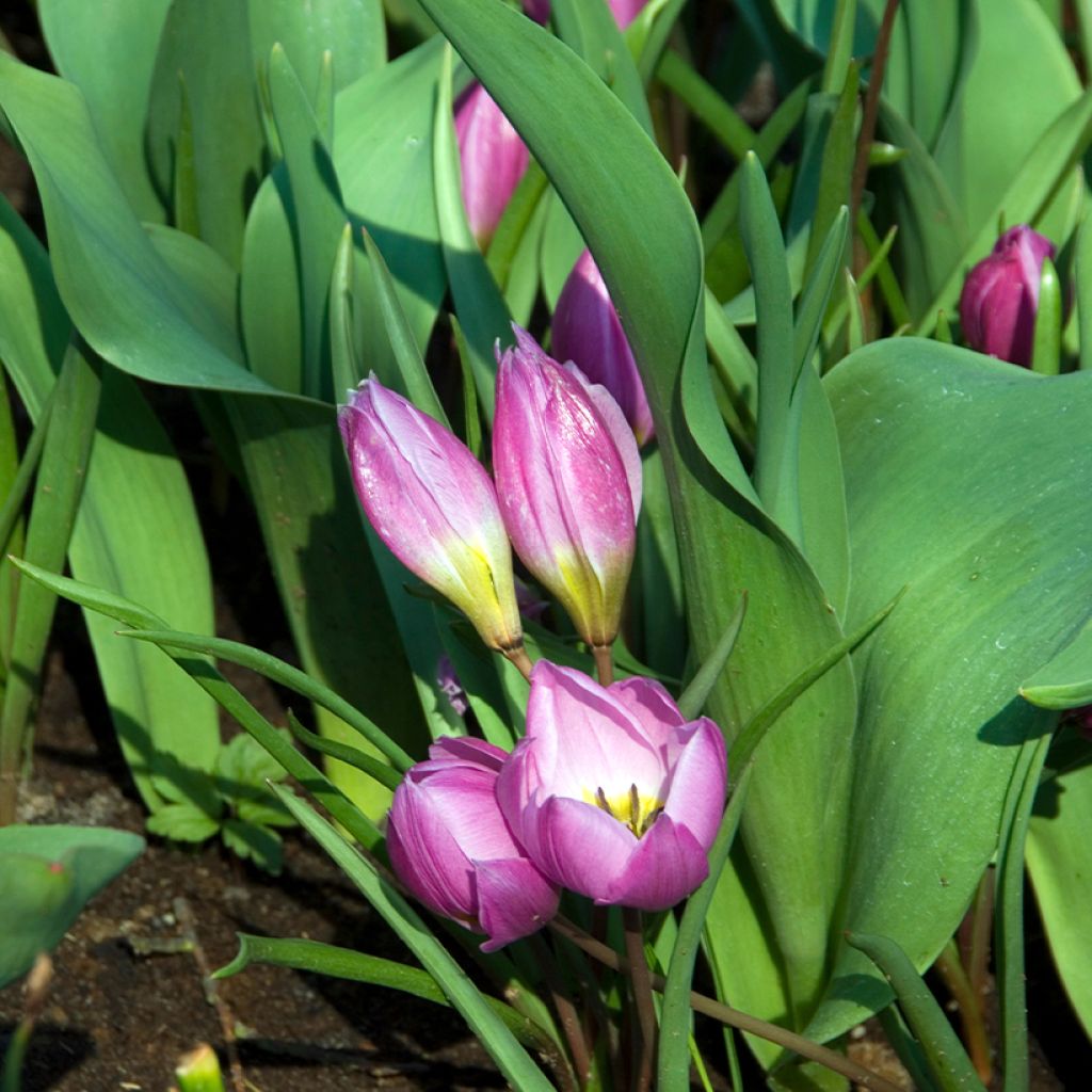 Tulipano humilis Helene - Tulipano botanico