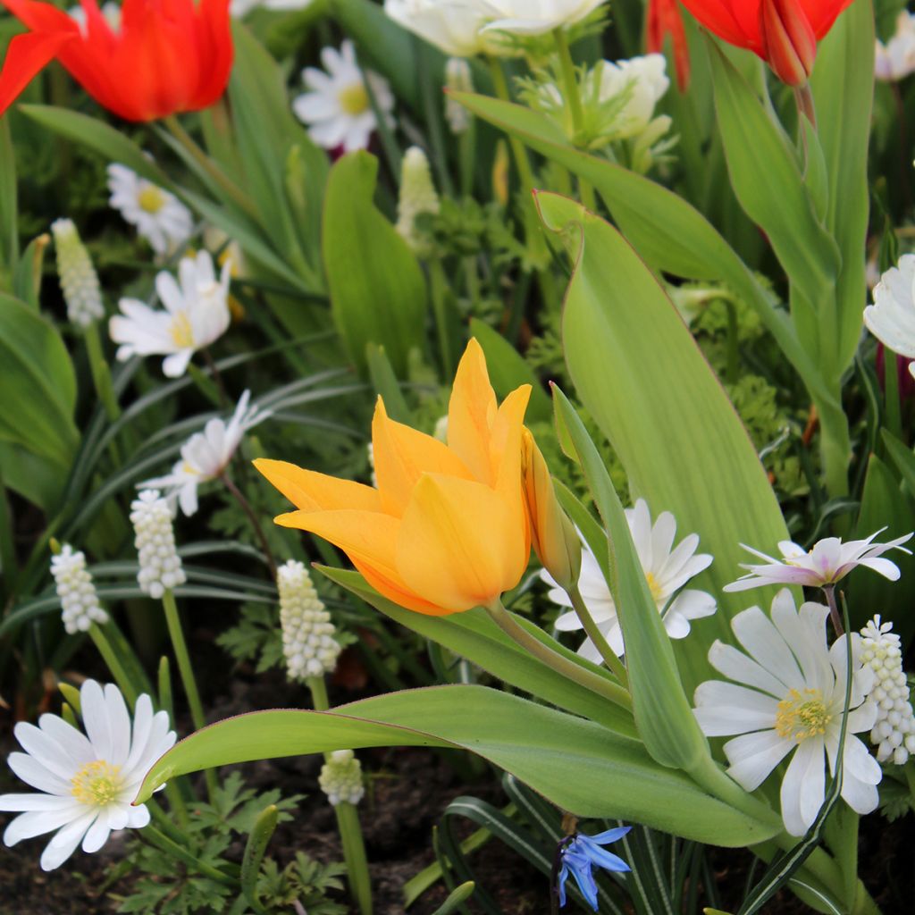 Tulipano praestans Shogun - Tulipano botanico