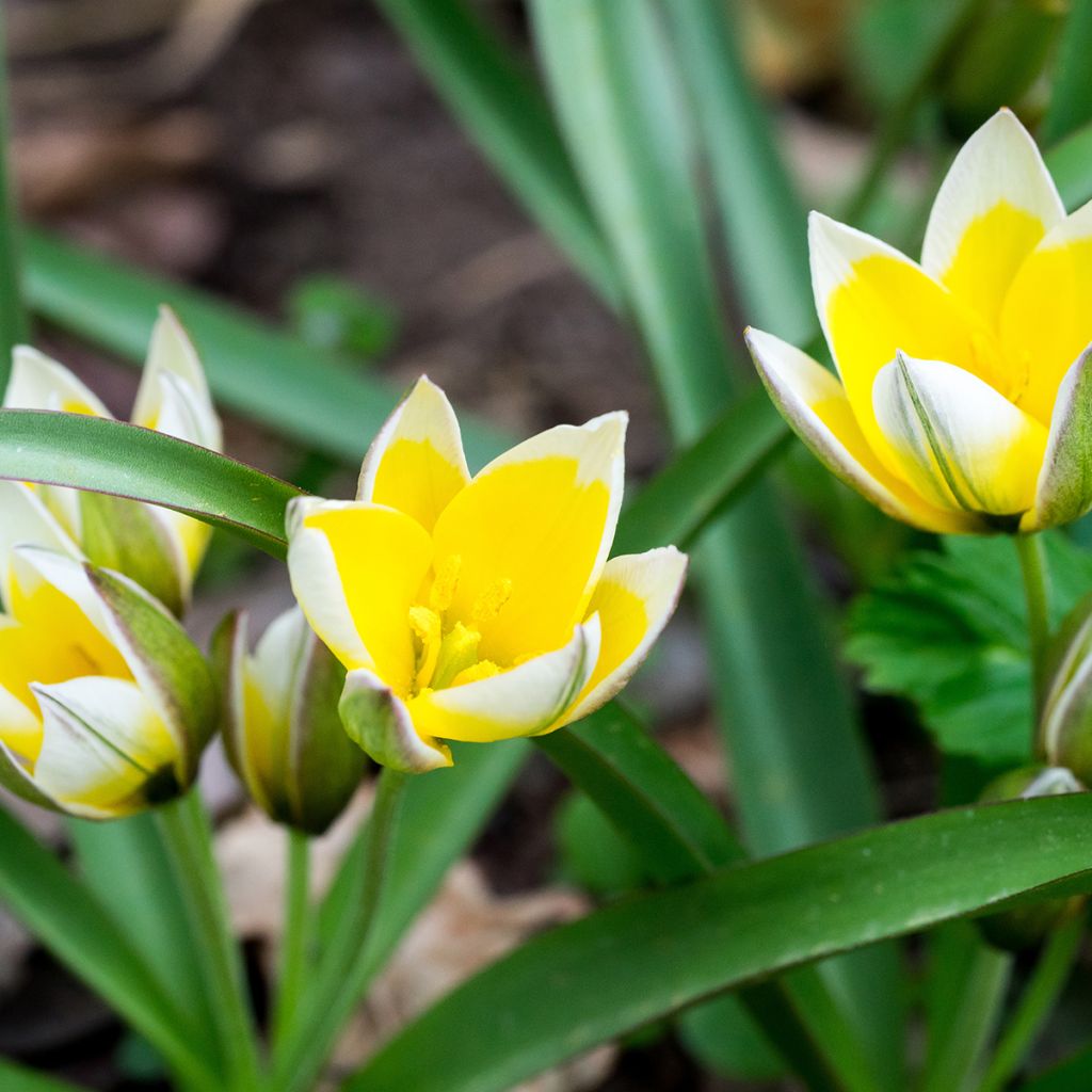 Tulipano tarda - Tulipano botanico