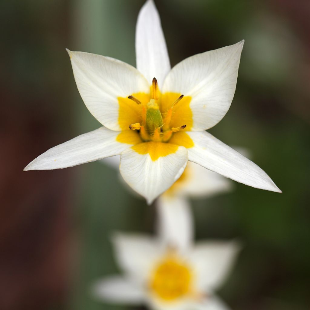 Tulipano turkestanica - Tulipano selvatico