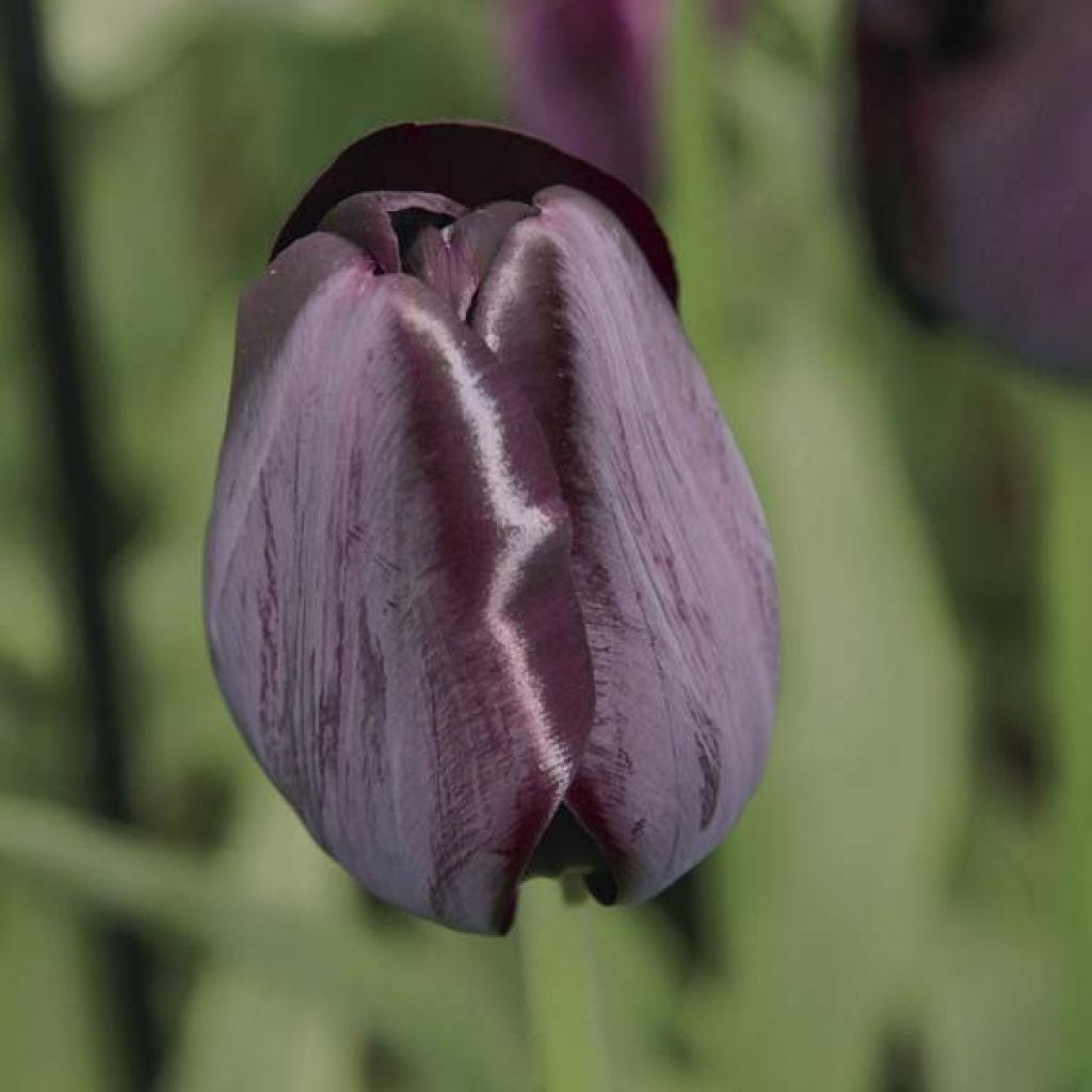 Tulipano Reine de la Nuit