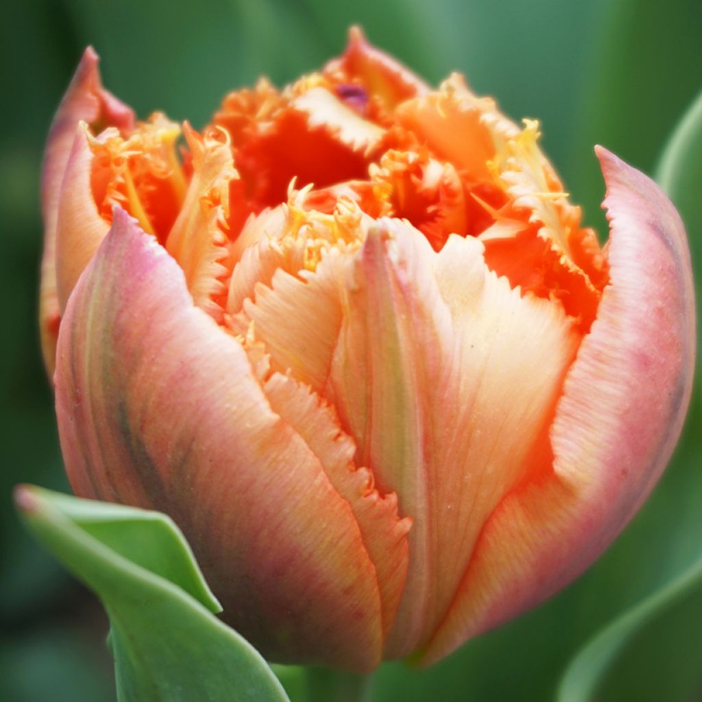 Tulipano sfrangiato Royal Centennial