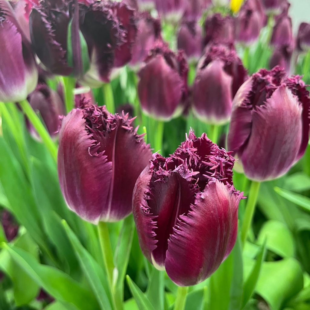 Tulipano sfrangiato Purple Crystal