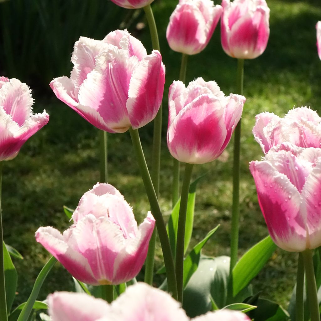 Tulipano sfrangiato Siesta