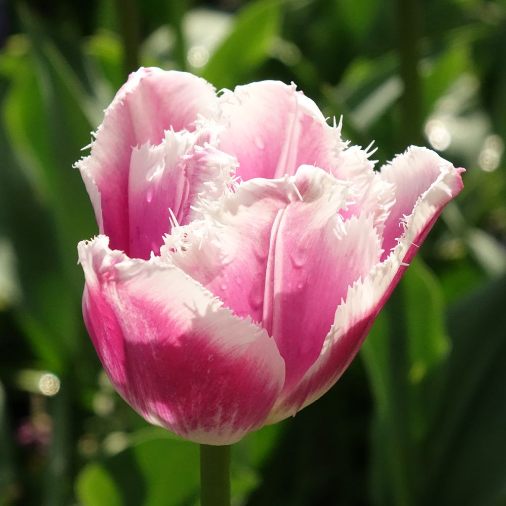 Tulipano sfrangiato Siesta