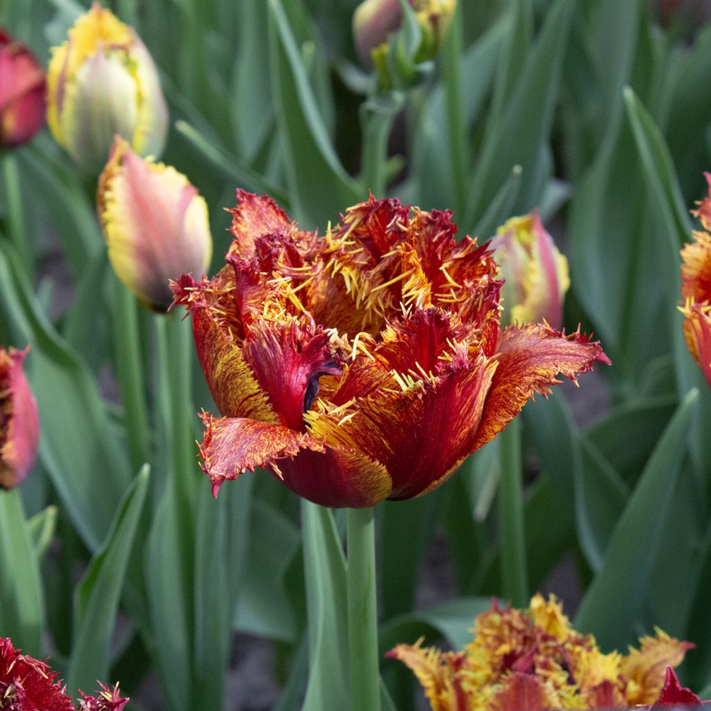 Tulipano sfrangiato Bastia