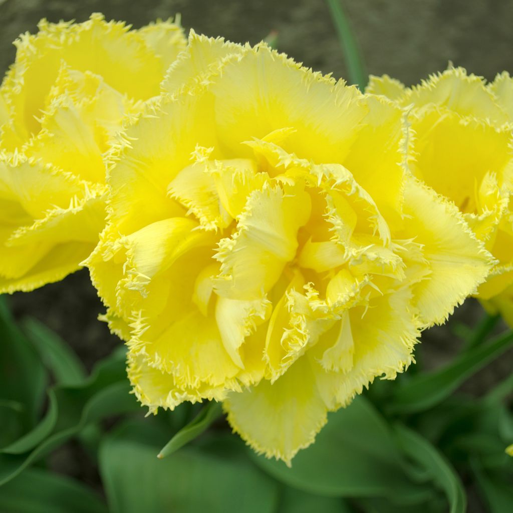 Tulipano sfrangiato Exotic Sun