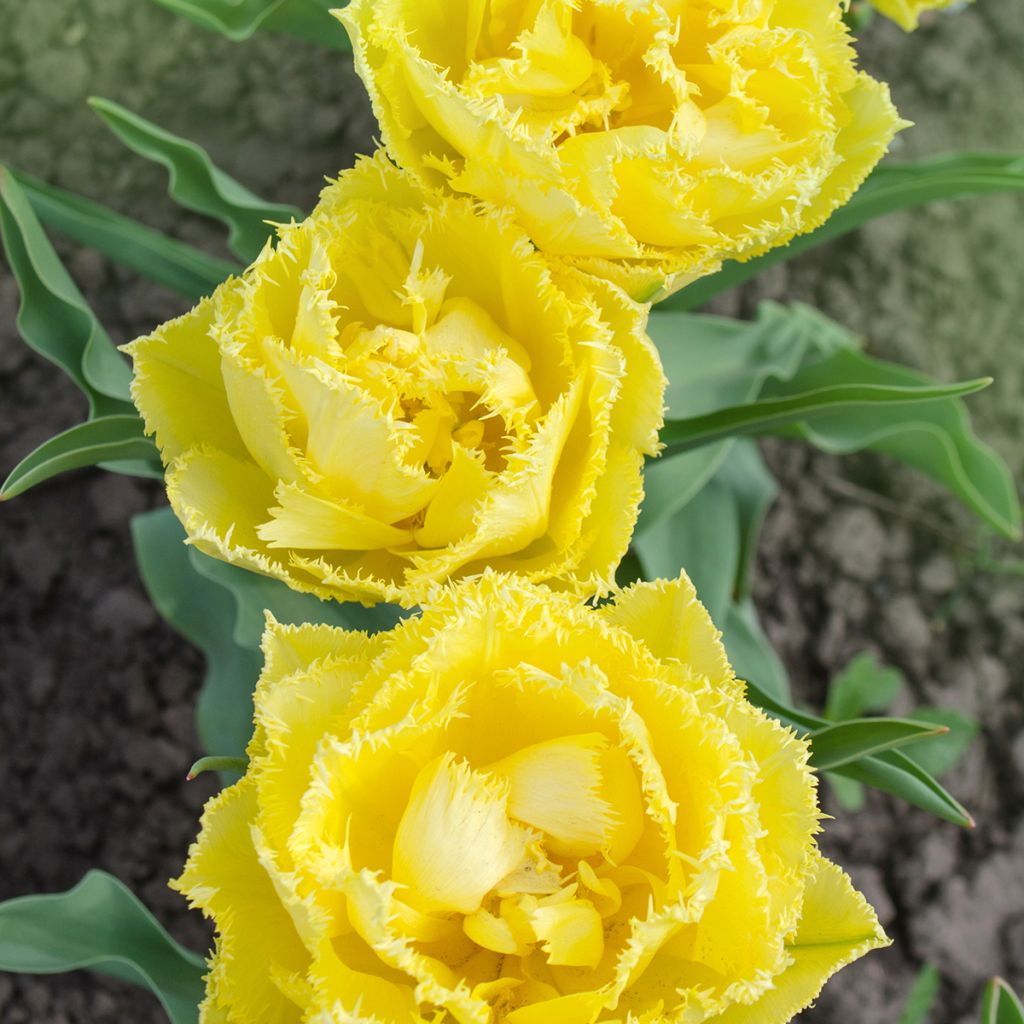 Tulipano sfrangiato Exotic Sun