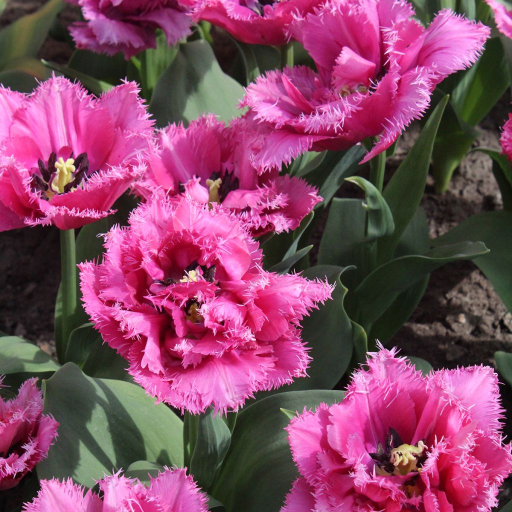 Tulipano sfrangiato Match Point