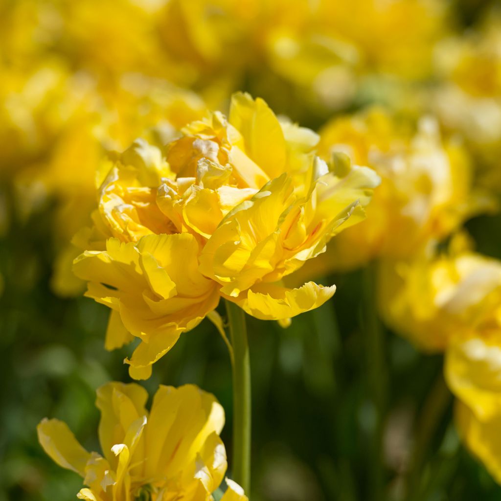 Tulipano Doppio Precoce Yellow Margarita