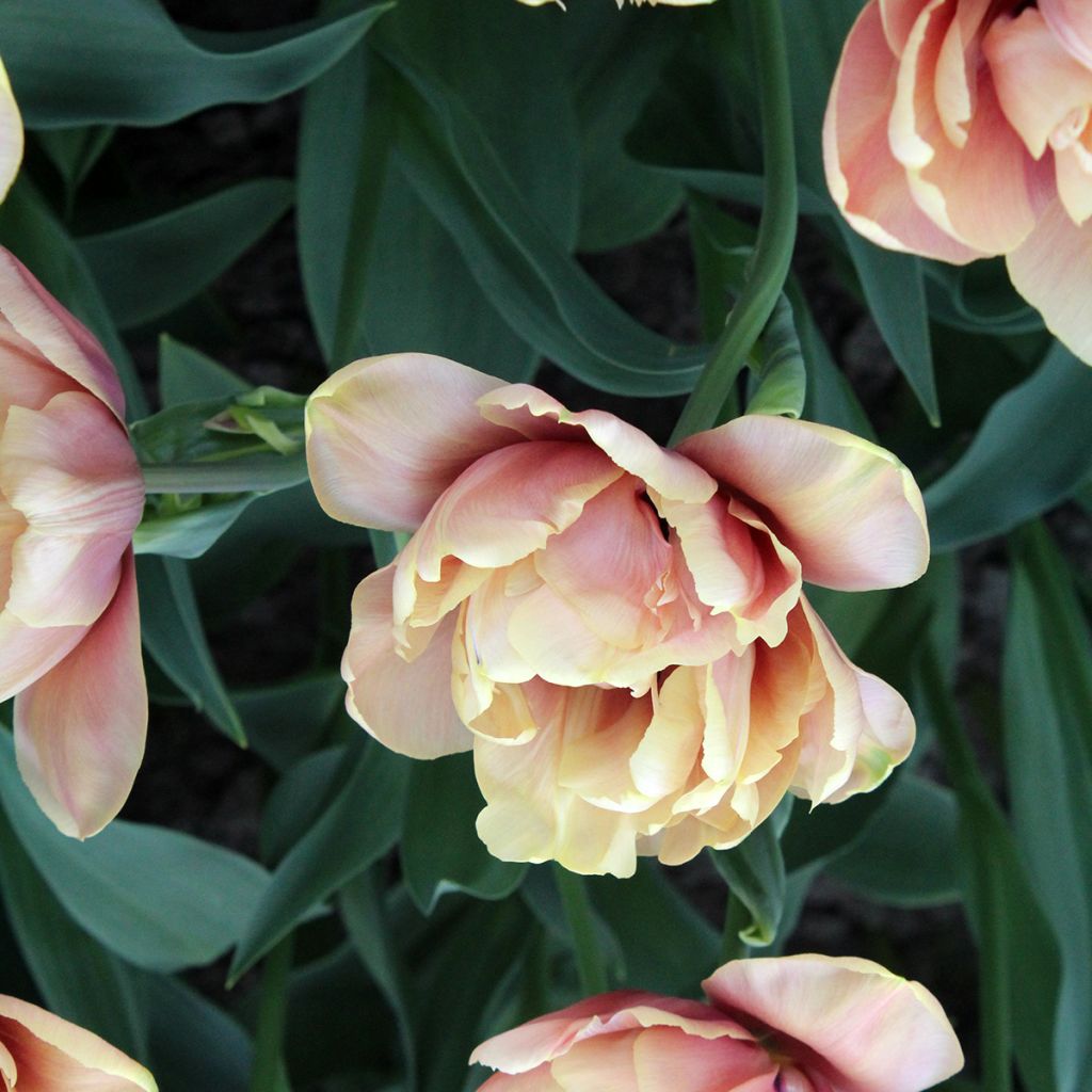 Tulipano La Belle Epoque