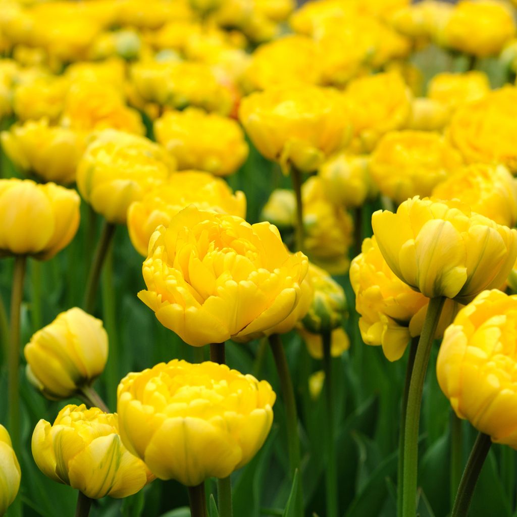 Tulipano Monte Carlo