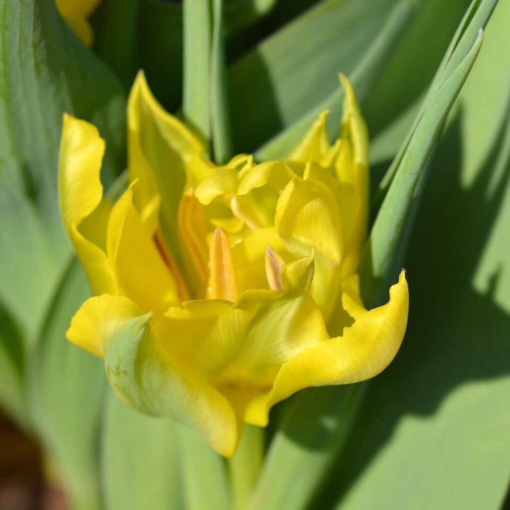 Tulipano Yellow Baby