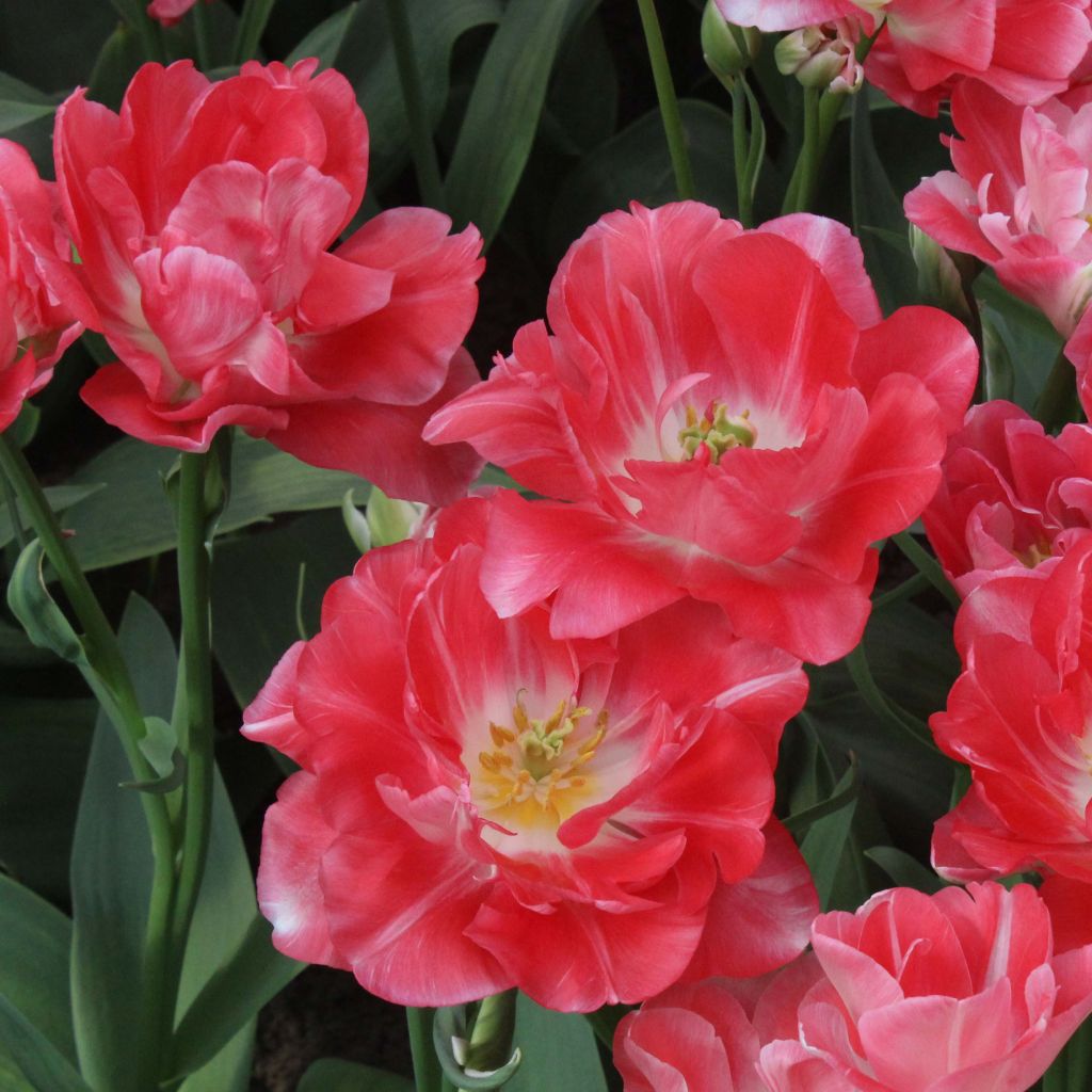 Tulipano Princess Angélique