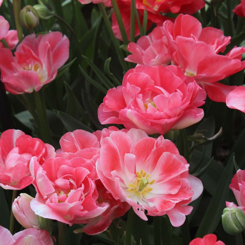 Tulipano Princess Angélique