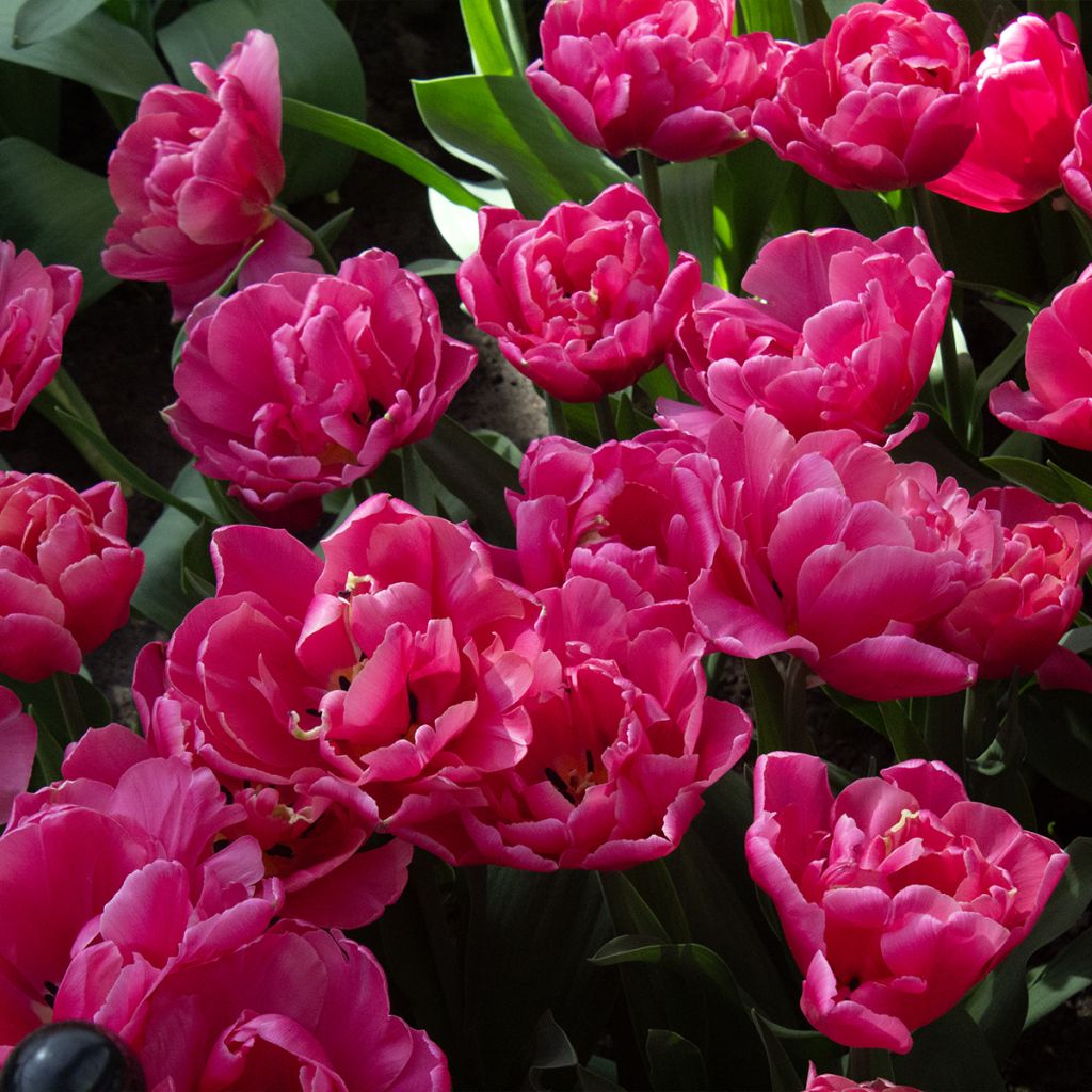 Tulipano Sunset Tropical