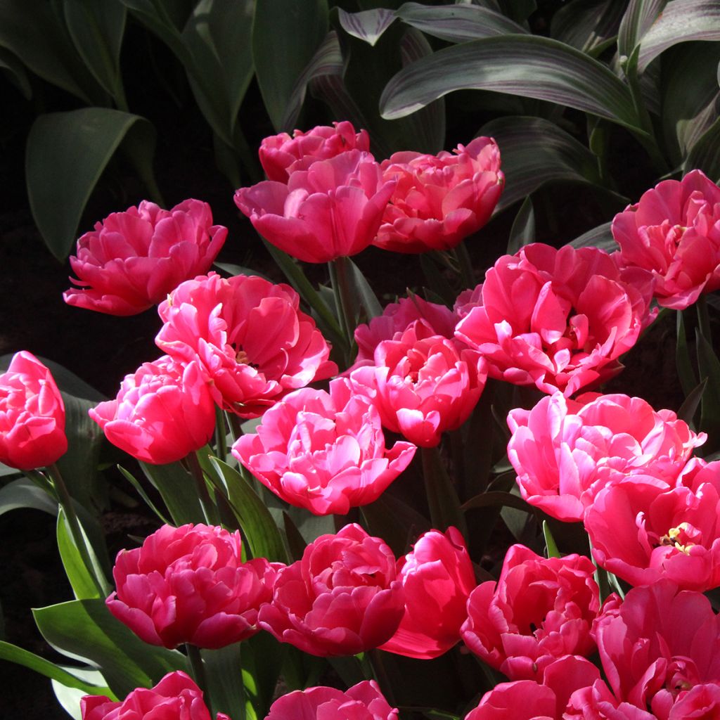 Tulipano Sunset Tropical