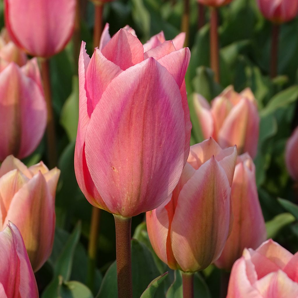 Tulipano fosteriana Albert Heijn