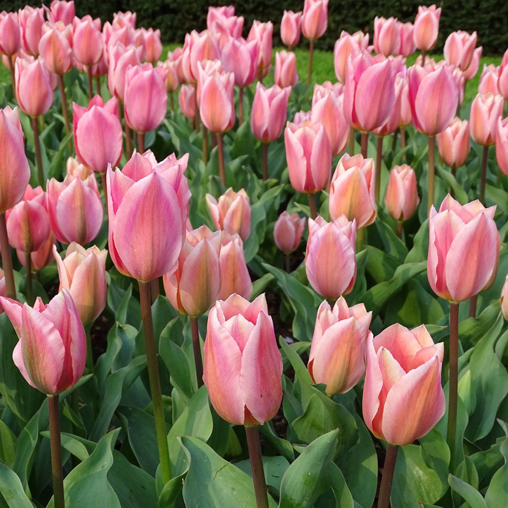 Tulipano fosteriana Albert Heijn