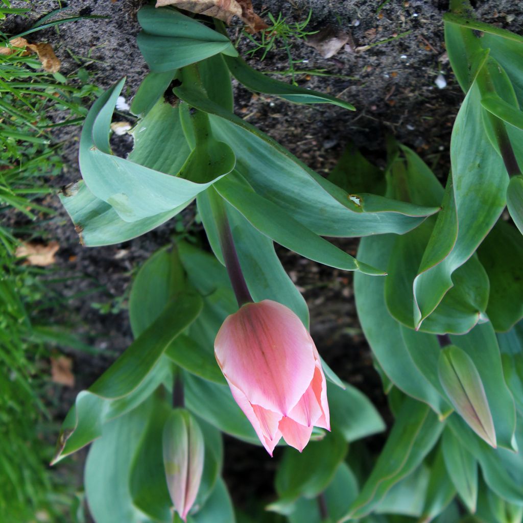 Tulipano fosteriana Albert Heijn