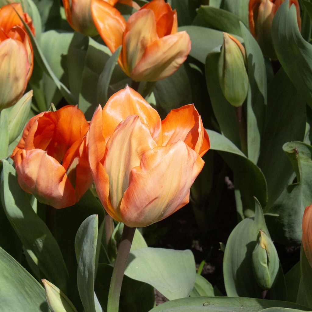 Tulipano fosteriana Orange Emperor