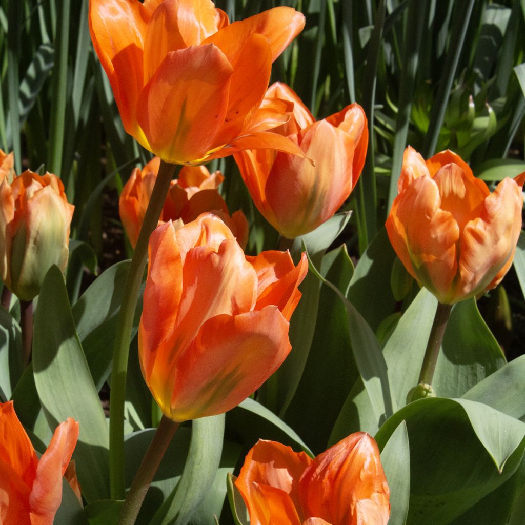 Tulipano fosteriana Orange Emperor