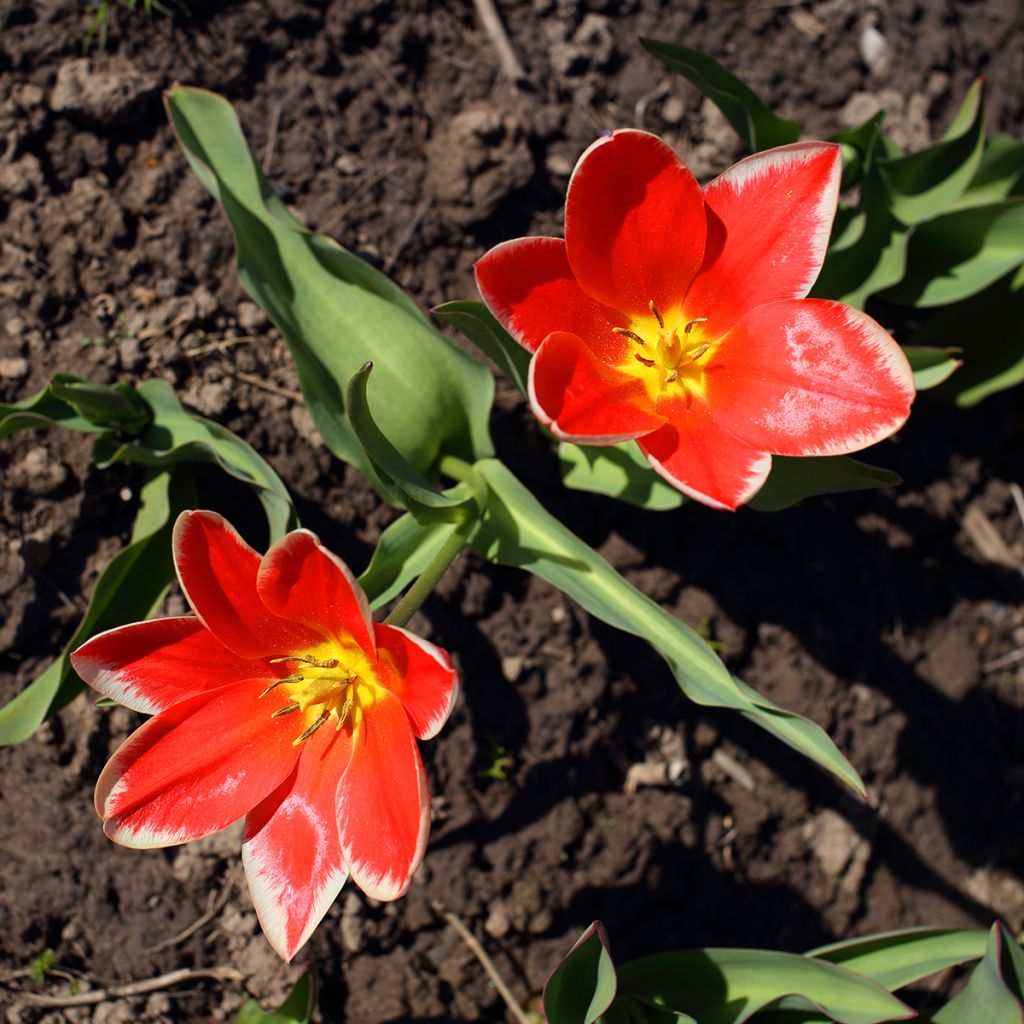 Tulipano fosteriana Pirand
