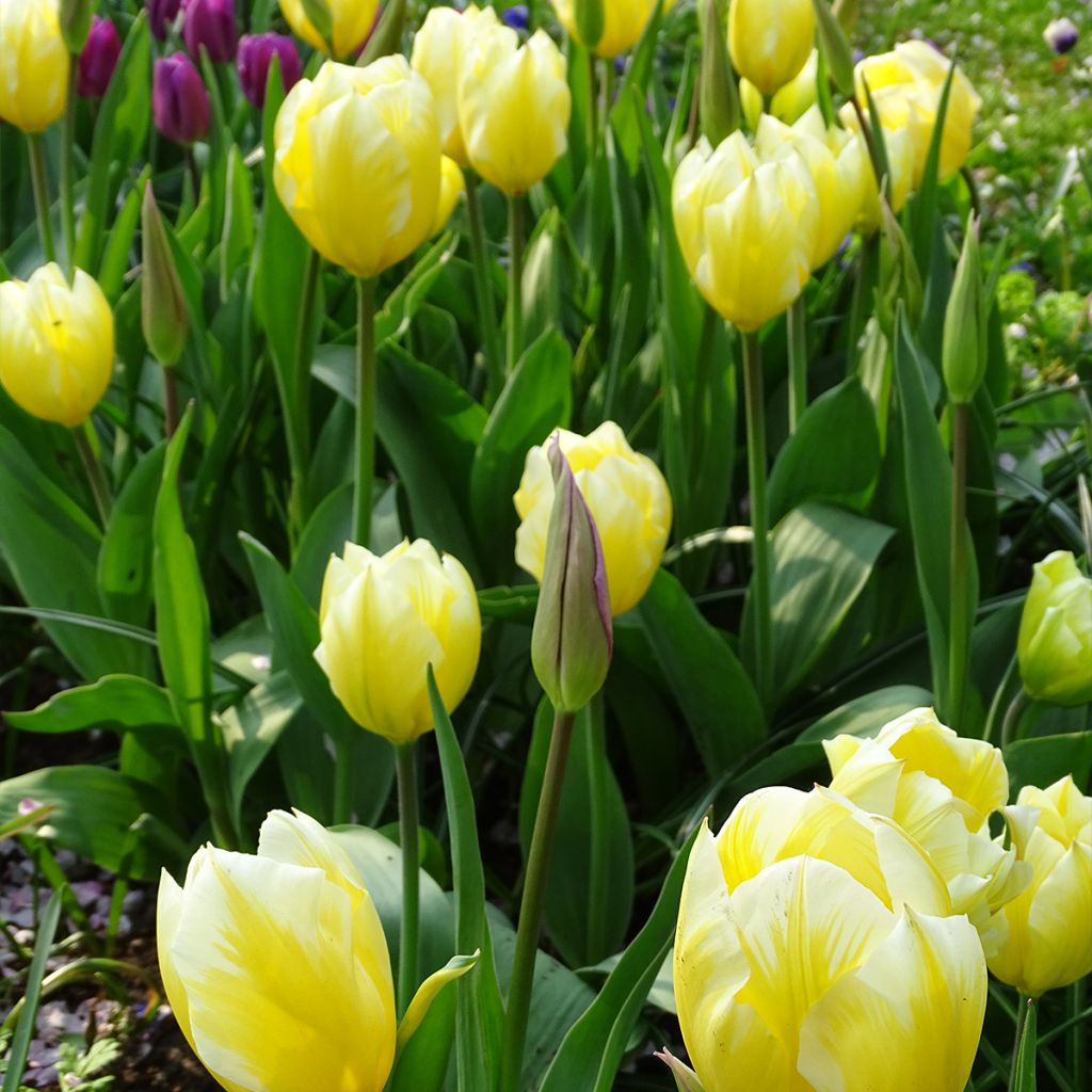 Tulipano fosteriana Sweetheart