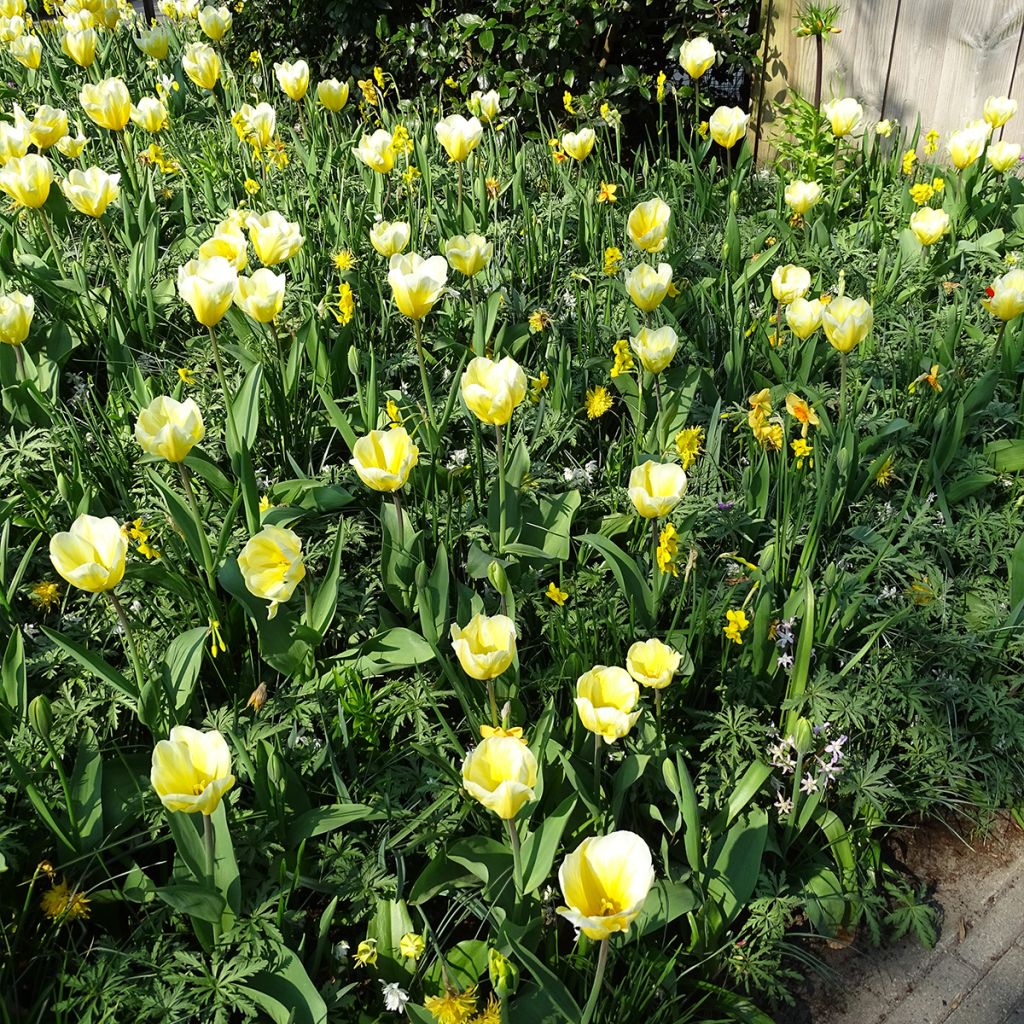 Tulipano fosteriana Sweetheart