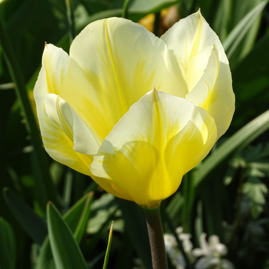 Tulipano fosteriana Sweetheart