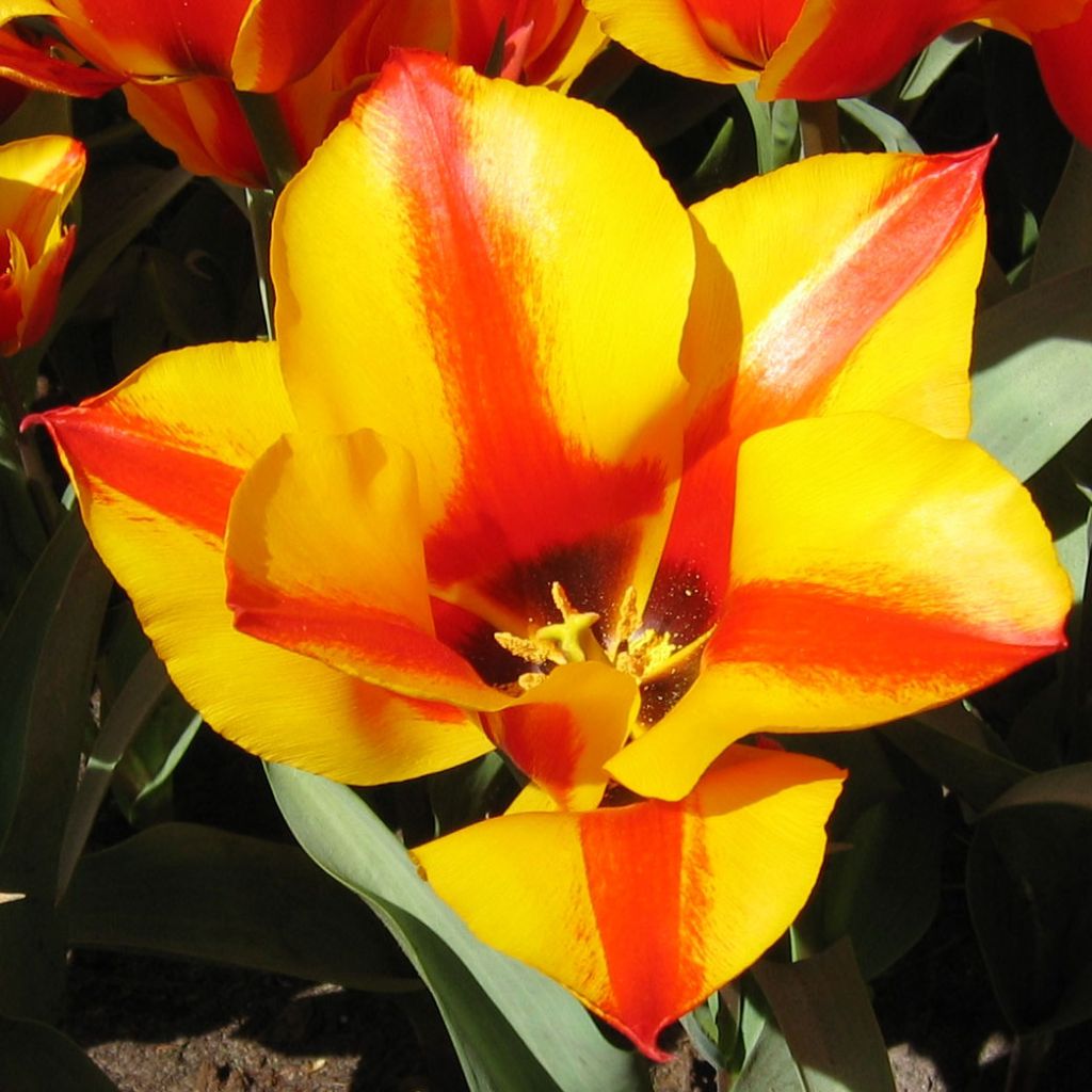 Tulipe greigii Engadin