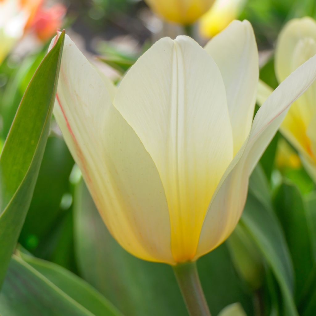 Tulipano greigii White Fire