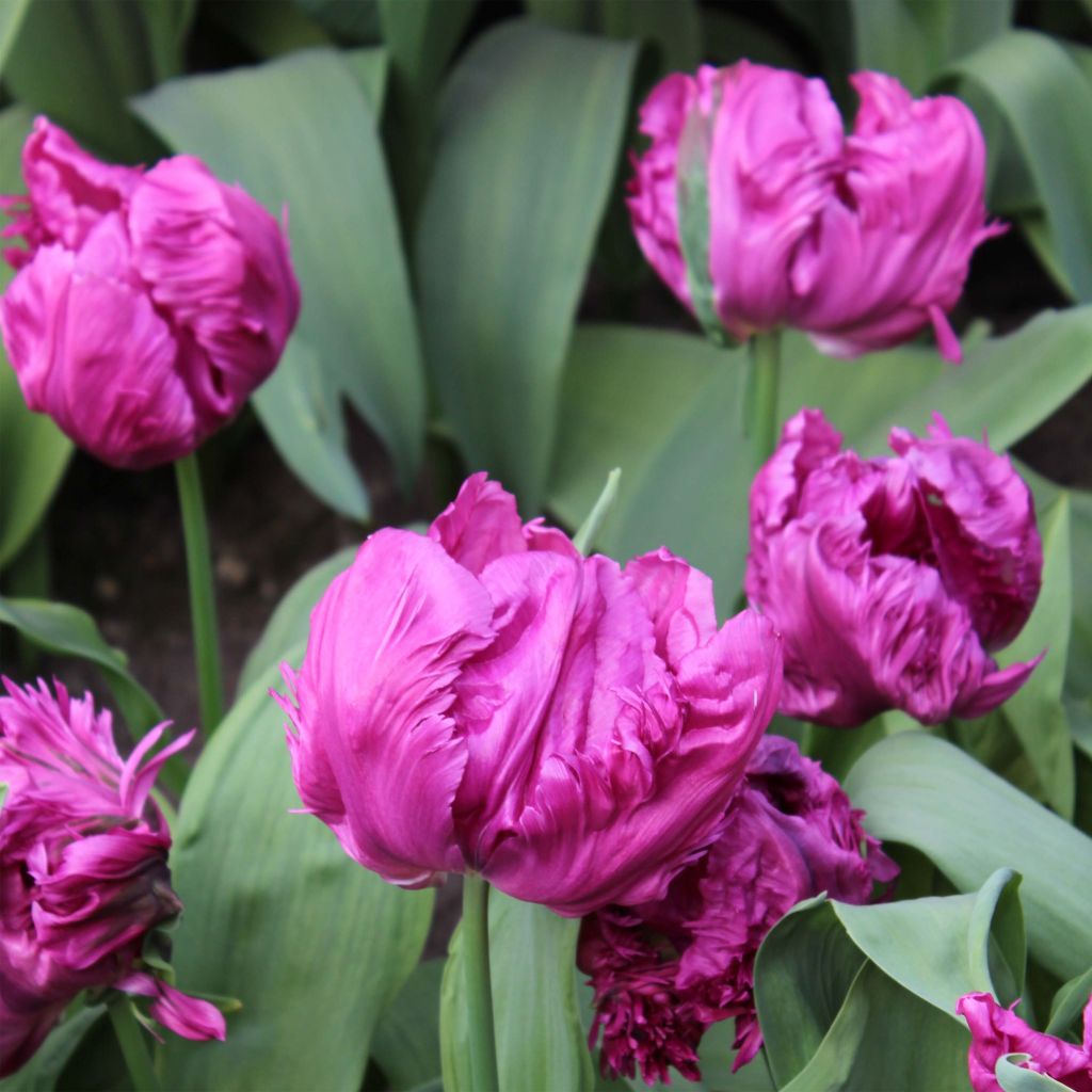 Tulipano Pappagallo Principe Pappagallo