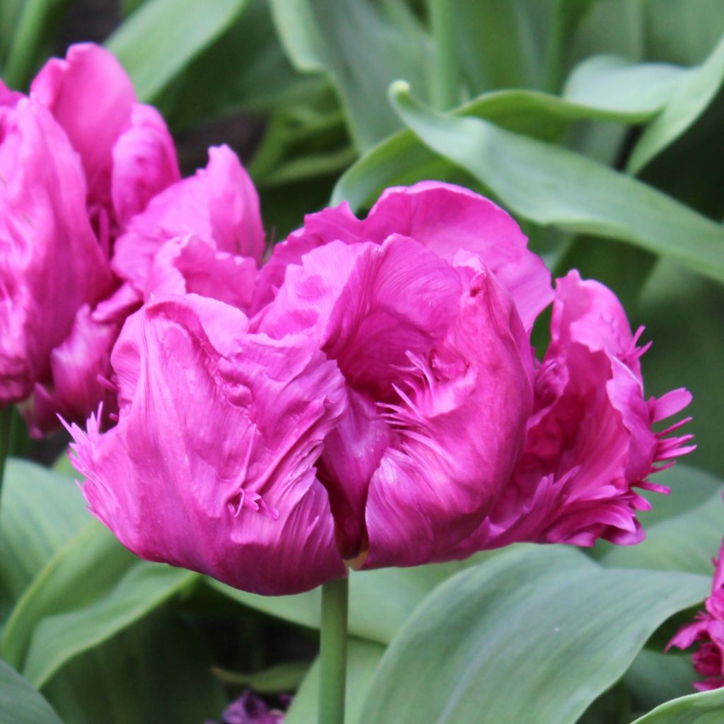 Tulipano Pappagallo Principe Pappagallo