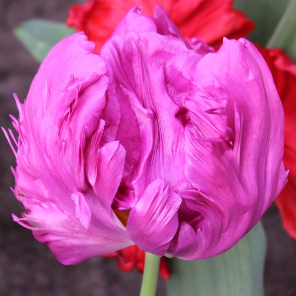 Tulipano Pappagallo Principe Pappagallo